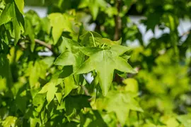 Liquidambar styraciflua (Amberboom) - afbeelding 27