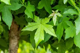 Liquidambar styraciflua (Amberboom) - afbeelding 31
