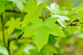 Liquidambar styraciflua (Amberboom) - afbeelding 34