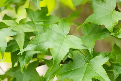 Liquidambar styraciflua (Amberboom) - afbeelding 38