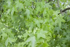 Liquidambar styraciflua (Amberboom) - afbeelding 2