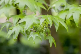 Liquidambar styraciflua (Amberboom) - afbeelding 3