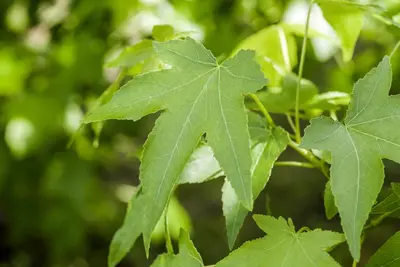Liquidambar styraciflua (Amberboom) - afbeelding 4