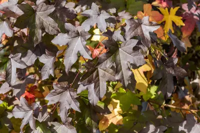 Liquidambar styraciflua (Amberboom) - afbeelding 12