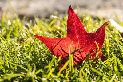 Liquidambar styraciflua (Amberboom) - afbeelding 13