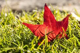 Liquidambar styraciflua (Amberboom) - afbeelding 13