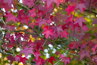 Liquidambar styraciflua (Amberboom) - afbeelding 15