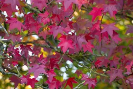 Liquidambar styraciflua (Amberboom) - afbeelding 15