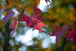 Liquidambar styraciflua (Amberboom) - afbeelding 17