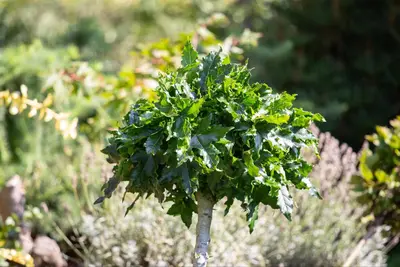 Liquidambar styraciflua (Amberboom) - afbeelding 18