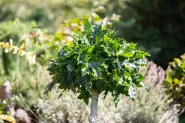 Liquidambar styraciflua (Amberboom) - afbeelding 18