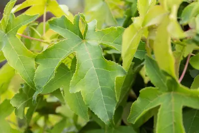 Liquidambar styraciflua (Amberboom) - afbeelding 20