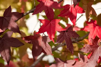 Liquidambar styraciflua (Amberboom) - afbeelding 24