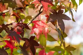 Liquidambar styraciflua (Amberboom) - afbeelding 25