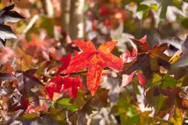 Liquidambar styraciflua (Amberboom) - afbeelding 26