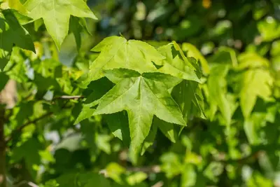 Liquidambar styraciflua (Amberboom) - afbeelding 28
