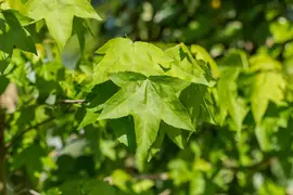 Liquidambar styraciflua (Amberboom) - afbeelding 28