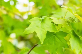 Liquidambar styraciflua (Amberboom) - afbeelding 30
