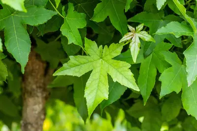 Liquidambar styraciflua (Amberboom) - afbeelding 31