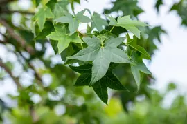 Liquidambar styraciflua (Amberboom) - afbeelding 33