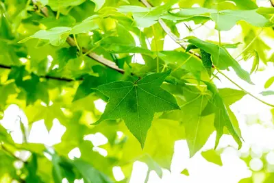 Liquidambar styraciflua (Amberboom) - afbeelding 36
