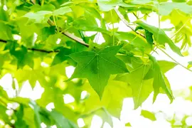 Liquidambar styraciflua (Amberboom) - afbeelding 37