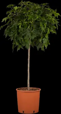 Liquidambar styraciflua 'Gum Ball' (Amberboom 'Gum Ball') - afbeelding 3