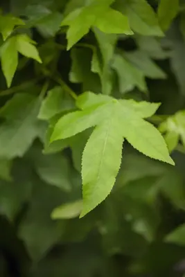 Liquidambar styraciflua 'Gum Ball' (Amberboom 'Gum Ball') - afbeelding 4