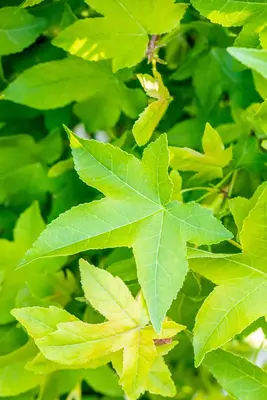 Liquidambar styraciflua 'Gum Ball' (Amberboom 'Gum Ball') - afbeelding 7