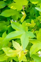 Liquidambar styraciflua 'Gum Ball' (Amberboom 'Gum Ball') - afbeelding 7