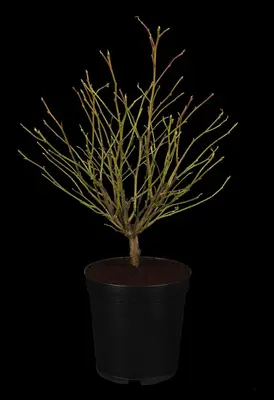 Liquidambar styraciflua 'Gum Ball' (Amberboom 'Gum Ball') - afbeelding 1
