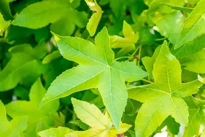 Liquidambar styraciflua 'Gum Ball' (Amberboom 'Gum Ball') - afbeelding 5
