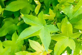 Liquidambar styraciflua 'Gum Ball' (Amberboom 'Gum Ball') - afbeelding 5
