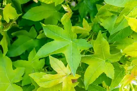 Liquidambar styraciflua 'Gum Ball' (Amberboom 'Gum Ball') - afbeelding 6