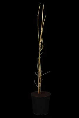 Liquidambar styraciflua 'Slender Silhouette' (Amberboom 'Slender Silhouette') - afbeelding 1