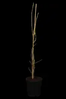 Liquidambar styraciflua 'Slender Silhouette' (Amberboom 'Slender Silhouette') - afbeelding 1