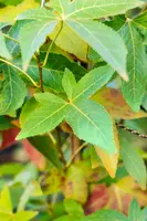 Liquidambar styraciflua 'Slender Silhouette' (Amberboom 'Slender Silhouette') - afbeelding 5
