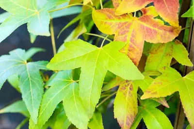 Liquidambar styraciflua 'Slender Silhouette' (Amberboom 'Slender Silhouette') - afbeelding 3