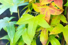 Liquidambar styraciflua 'Slender Silhouette' (Amberboom 'Slender Silhouette') - afbeelding 3