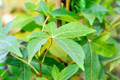 Liquidambar styraciflua 'Slender Silhouette' (Amberboom 'Slender Silhouette') - afbeelding 4