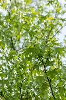 Liquidambar styraciflua 'Worplesdon' (Amberboom 'Worplesdon') - afbeelding 11