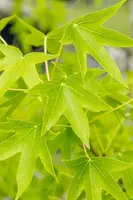 Liquidambar styraciflua 'Worplesdon' (Amberboom 'Worplesdon') - afbeelding 8