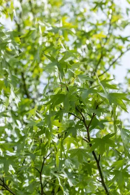 Liquidambar styraciflua 'Worplesdon' (Amberboom 'Worplesdon') - afbeelding 11