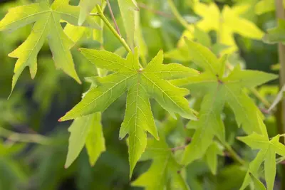Liquidambar styraciflua 'Worplesdon' (Amberboom 'Worplesdon') - afbeelding 2
