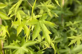 Liquidambar styraciflua 'Worplesdon' (Amberboom 'Worplesdon') - afbeelding 3