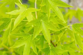 Liquidambar styraciflua 'Worplesdon' (Amberboom 'Worplesdon') - afbeelding 7