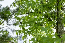 Liquidambar styraciflua 'Worplesdon' (Amberboom 'Worplesdon') - afbeelding 9