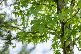 Liquidambar styraciflua 'Worplesdon' (Amberboom 'Worplesdon') - afbeelding 10