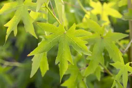 Liquidambar styraciflua 'Worplesdon' (Amberboom 'Worplesdon') - afbeelding 2
