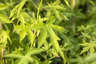 Liquidambar styraciflua 'Worplesdon' (Amberboom 'Worplesdon') - afbeelding 3